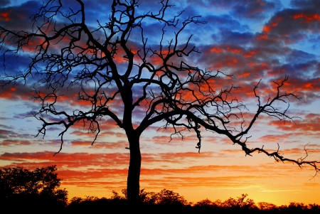 dead acasia treeの写真素材