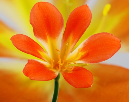 Clivia flower