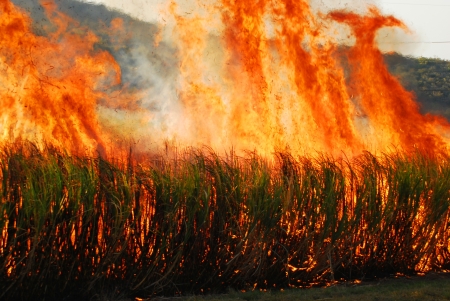 sugar cane farmland burningの写真素材