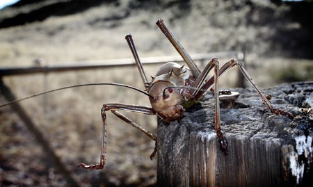 Cricket standing on top of pole   insectの写真素材