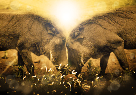 Warthogs in love; with African sunrise in background の写真素材