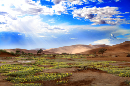 desert bloomingの写真素材