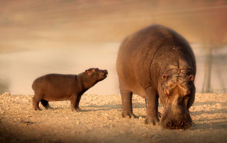 baby hippo and motherの写真素材