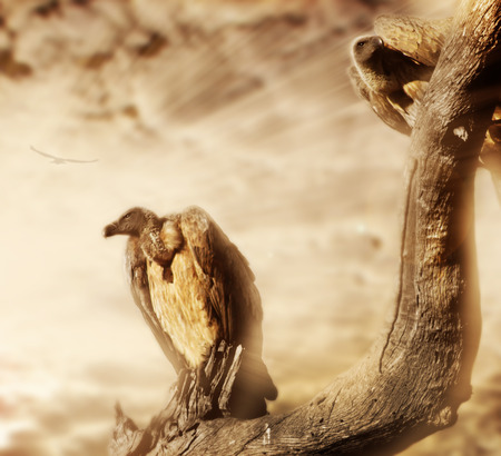 vultureの写真素材