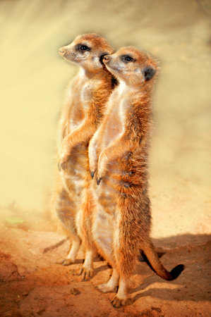 Meerkat standingの写真素材
