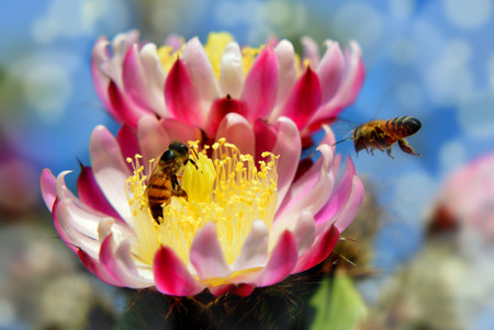 honey bees at work on cactus flowerの写真素材