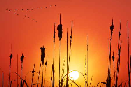 grass and cane silhouette at sunsetの写真素材