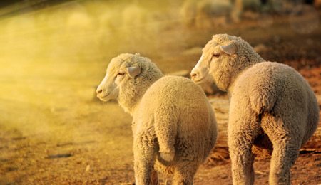 sheep at sunriseの写真素材