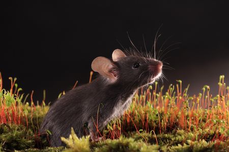 mouseの写真素材