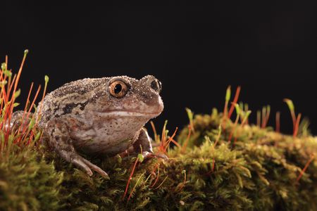 pelobates fuscusの写真素材