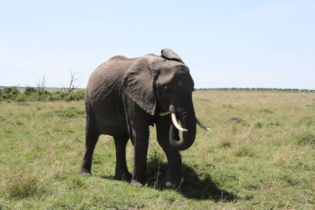 Elephantの写真素材
