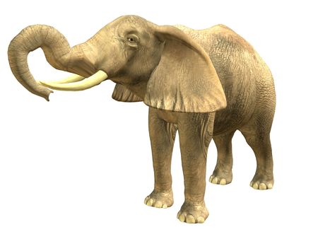 3D rendered isolated drinking elephant.の写真素材
