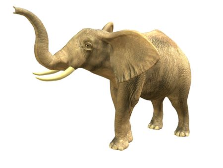 3D rendered isolated scenting elephant.の写真素材