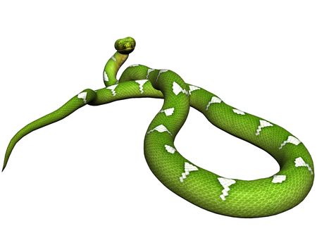 Green python rendered on white backgroundの写真素材