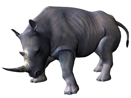 3D rendered model of african rhinoceros on white background isolatedの写真素材