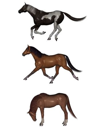 3D rendered horses isolated on white backgroundの写真素材