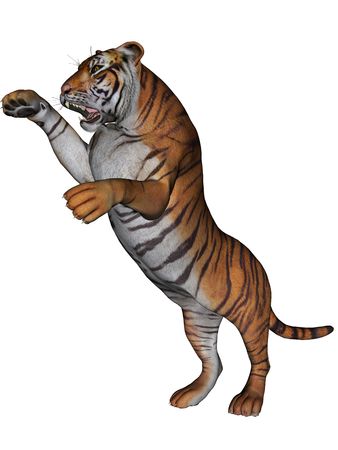 3D rendered tiger on white background isolatedの写真素材