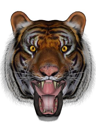 3D rendered tiger on white background isolatedの写真素材