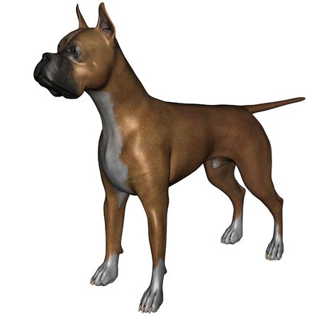 3D rendered boxer dog on white background isolatedの写真素材