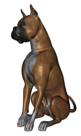 3D rendered boxer dog on white background isolatedの写真素材