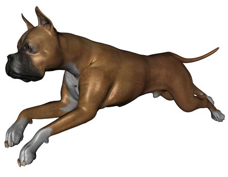 3D rendered boxer dog on white background isolatedの写真素材