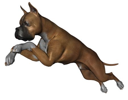 3D rendered boxer dog on white background isolatedの写真素材