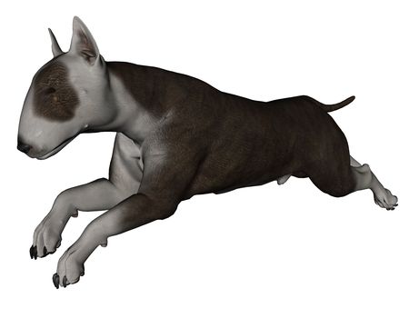 3D rendered bull terrier dog on white background isolatedの写真素材