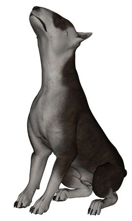 3D rendered bull terrier dog on white background isolatedの写真素材