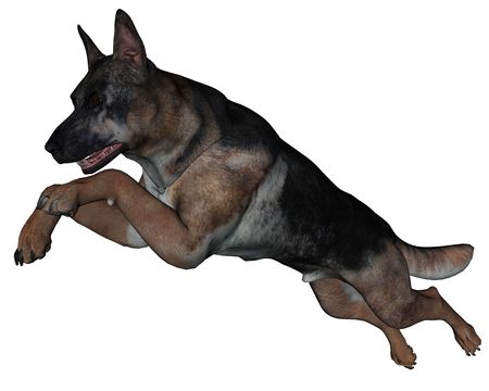 3D rendered German shepherd dog on white background isolatedの写真素材