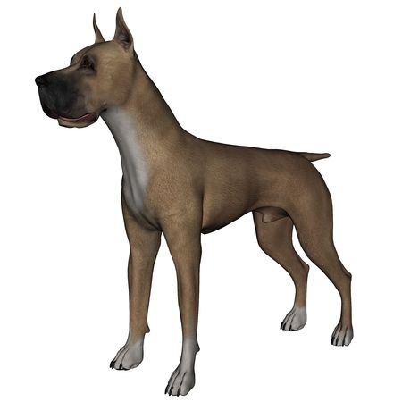 3D rendered great dane dog on white background isolatedの写真素材