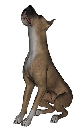 3D rendered great dane dog on white background isolatedの写真素材