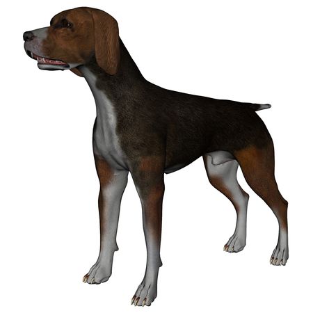 3D rendered hound dog on white background isolatedの写真素材