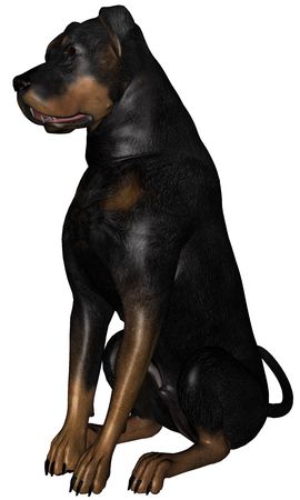 3D rendered rottweiler dog on white background isolatedの写真素材