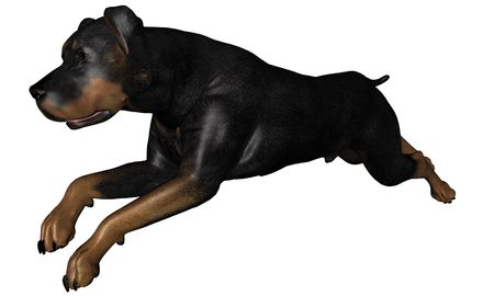 3D rendered rottweiler dog on white background isolatedの写真素材