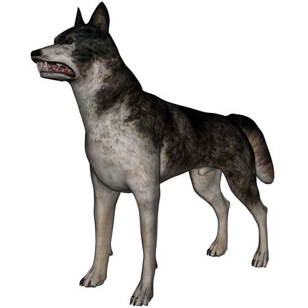 3D rendered wolf on white background isolatedの写真素材