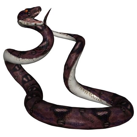 3D rendered snake on white background isolatedの写真素材