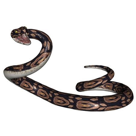 3D rendered snake on white background isolatedの写真素材
