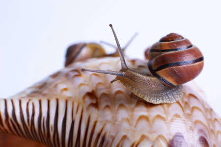 Roman snails on shell.の写真素材