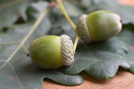 Two acorns and oak leaf.の写真素材