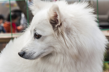 Dogの写真素材