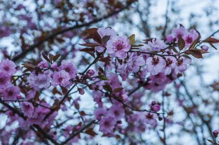 flowers on the treeの写真素材