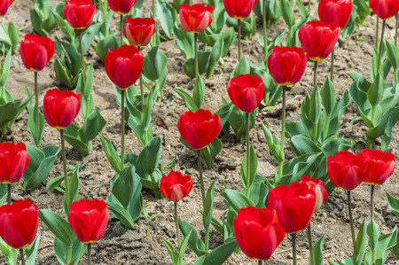 Flowers in the gardenの写真素材