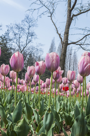Flowers in the gardenの写真素材