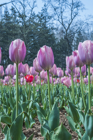 Flowers in the gardenの写真素材