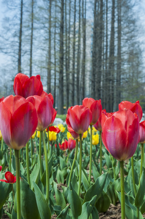 flowers in the gardenの写真素材