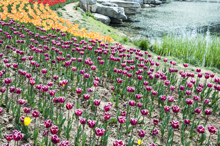 flowers in the gardenの写真素材
