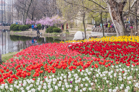 Park with tulipのeditorial素材