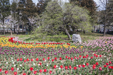 Park with tulipのeditorial素材