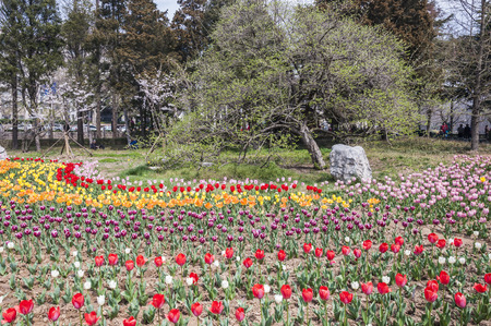 Park with tulipのeditorial素材