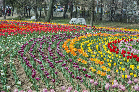Park with tulipのeditorial素材